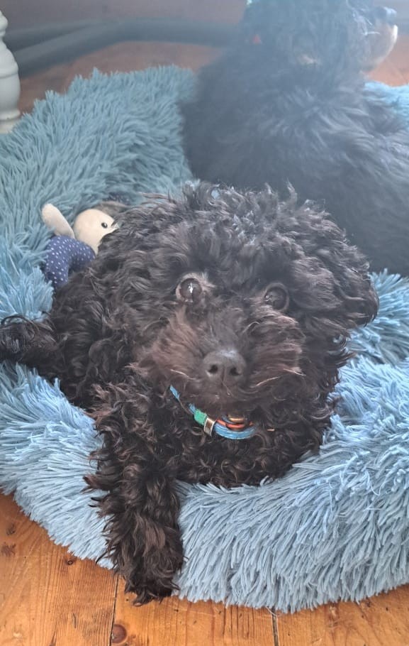 Foto van hond op kussen